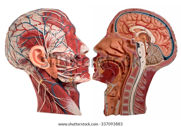 Model Human Face Anatomy Stock Photo (Edit Now) 337093883