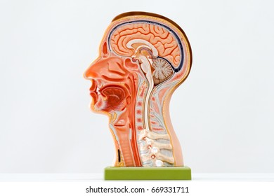 Model of human head