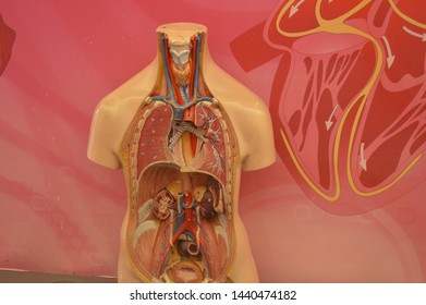 model of human internal organs
