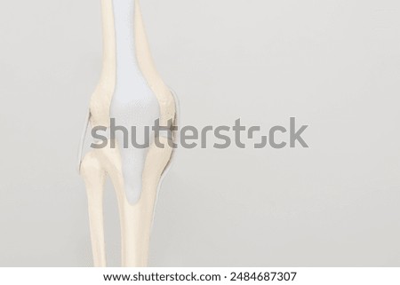 Model of a human knee joint isolated on a light gray background - for training, demonstration to a patient, advertising of medical services.