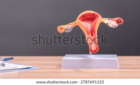 Model of human reproductive system. Red uterus center focus. Fallopian tubes extend to ovaries. Visible follicles on ovaries. Gray base supports structure. Clipboard and pen on desk