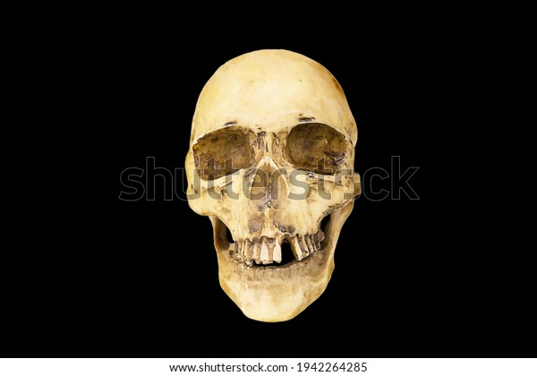 A model of a human skull on a black background,\
isolated. Head bone, eye sockets, teeth-a concept for science,\
medicine, Halloween. Copy\
space.