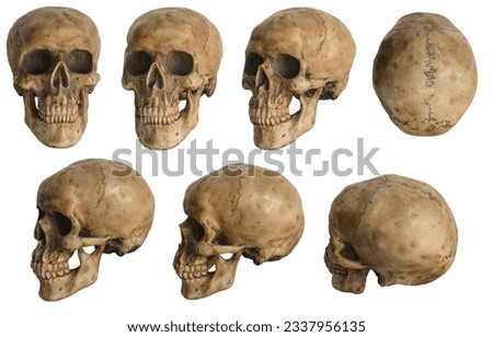 Model of human skull at several angles isolated on a white background