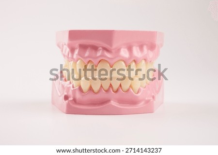 Model of human teeth displayed on a white background for educational purposes in a classroom setting