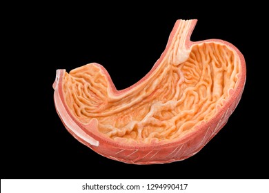 [Image: model-inside-human-stomach-isolated-260n...990417.jpg]