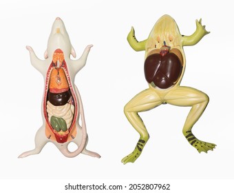 Model Of The Internal Organs Of A Rat And Frog.