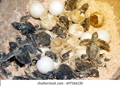 Model Made Of Resin A Baby Green Sea Turtle And Eggs In Hatching On A Beach.