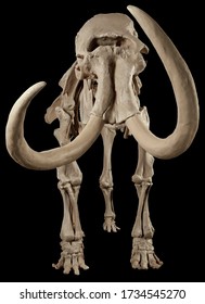 Model of a Mammoth Skeleton bones skeleton with black background