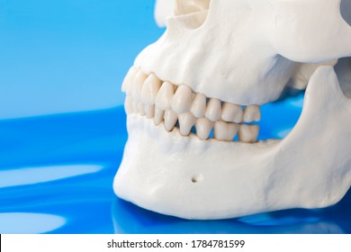 Model of normal positioning of jaw and teeth. Jawbones with maxillary and mandibular dentition on blue background