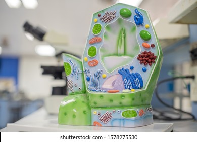 Model Of Plant Cell In Laboratory For Education Of Biology.