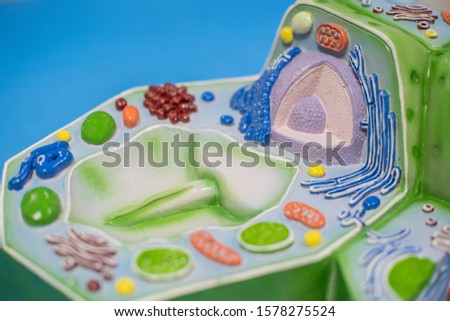 Model of plant cell in laboratory for education of biology.