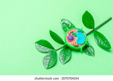 Model Of Plant Cell On Green Background. Green World And Education Concept