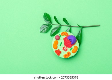 Model Of Plant Cell On Green Background. Green World And Education Concept