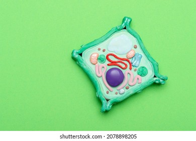 Model Of Plant Cell On Green Background. Green World And Education Concept