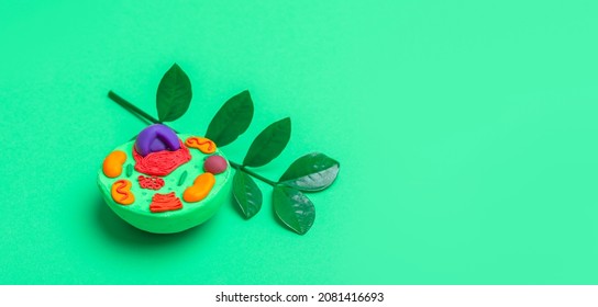 Model Of Plant Cell On Green Background. Green World And Education Concept