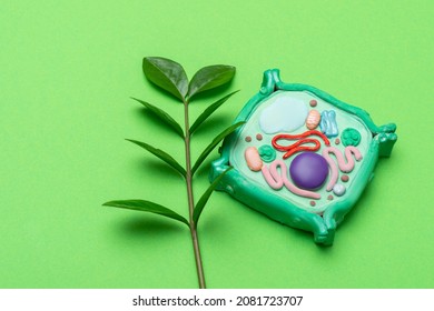 Model Of Plant Cell On Green Background. Green World And Education Concept