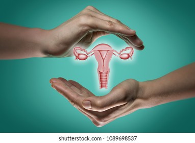 A model of the reproductive system of women between two palms on blue and green background. The concept of a healthy female reproductive system.