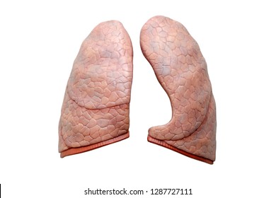 Model Right Left Human Lung Stock Photo 1287727111 | Shutterstock