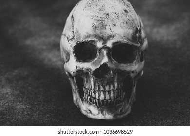 model skull on black background