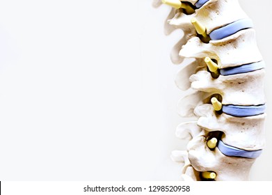 Model of a spine in medical field with white background.
