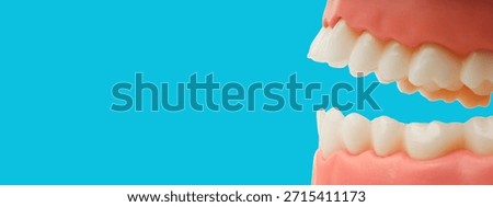 Model of teeth shown for teaching tooth care and dental health