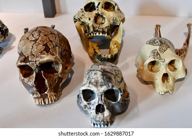 Models of skulls. Fake for teaching lessons about anthropology, archaeology, biology, and other sciences. Skulls are of different primates. - Shutterstock ID 1629887017