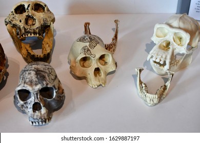 Models Of Skulls. Fake For Teaching Lessons About Anthropology, Archaeology, Biology, And Other Sciences. Skulls Are Of Different Primates.