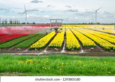 Modern Agricultural Technology. Tulip Fields. Watering Tulips On A Farm Field In Holland. Mechanical Irrigation Of Flower Plantations In The Netherlands. 