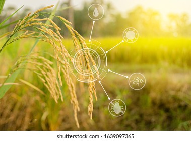 Modern Agriculture Concept. Ripe Ears Of Rice And Smart Farming Icon Technology On Paddy Background.