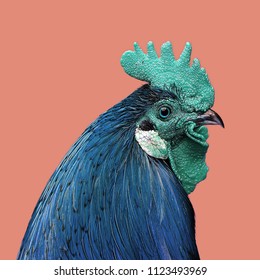 Modern art collage. Colorful Cock isolated on color background.