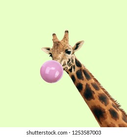 Modern art collage. Concept giraffe with bubble gum on color background. Funny animals.