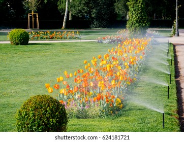 Modern automatic sprinkler irrigation system working early in the morning in green park - watering lawn and colourful flowers tulips narcissus and other types of spring flowers