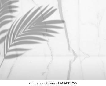 Modern background of shadows palm leaves on a white Marble wall. - Shutterstock ID 1248491755