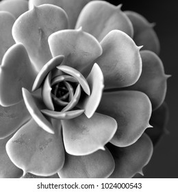 46,734 Black And White Succulents Images, Stock Photos & Vectors ...