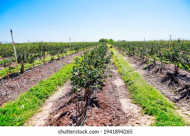 A Modern Blue Berry Farm 