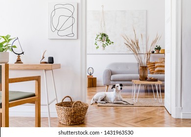 The modern boho interior of open room in cozy apartment with lying dog on the carpet, gray sofa, desk, plants, flowers, wooden and elegant personal accessories.  Mock up paintings concept. Home decor.