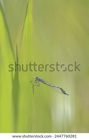 Modern bright minimalist photo of beautiful vibrant delicate blue damselfly.  Close up view, contemporary photo.  