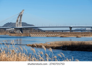 Modern cable stayed bridge over a blue river with reeds in the foreground