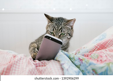 https://image.shutterstock.com/image-photo/modern-cat-lying-bed-watching-260nw-1392906299.jpg