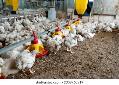 Modern chicken farm. Food industry. Indoors chicken farm, chicken feeding.Growing - Powered by Shutterstock