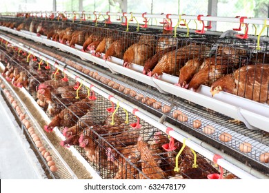 Modern chicken farm, production of Chicken for eggs