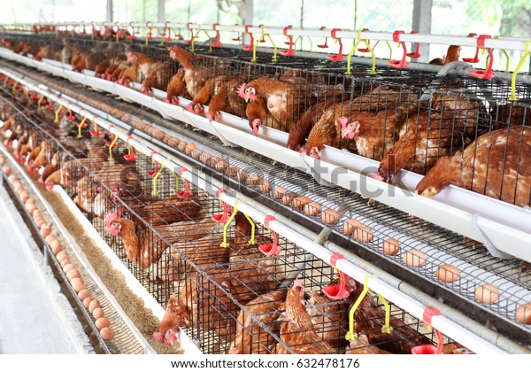 Modern\
chicken farm, production of Chicken for\
eggs