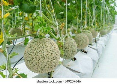 660 Musk melon plant Images, Stock Photos & Vectors | Shutterstock