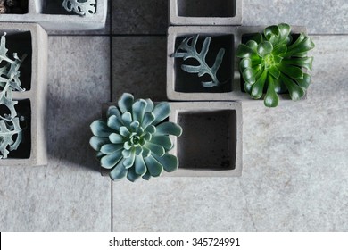 Modern composition with cubical concrete planters and succulents. Split toning and subtle grain.