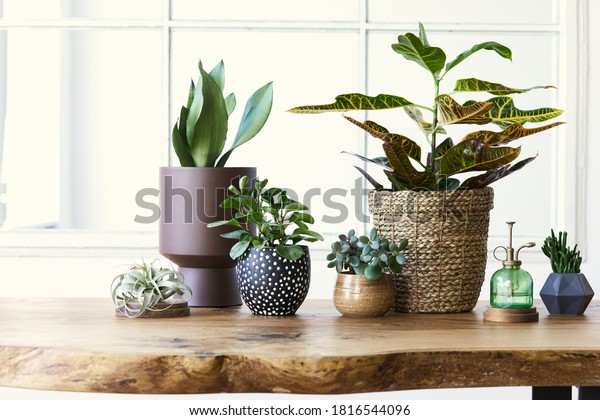 Modern\
composition of home garden filled a lot of beautiful plants, cacti,\
succulents, air plant in different design pots. Stylish botany\
interior. . Home gardening concept.\
Template.