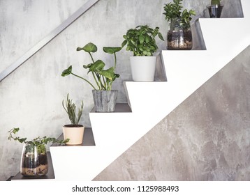 Modern composition of home garden. Stairs filled a lot of differents plants. Grey backgrounds wall.  