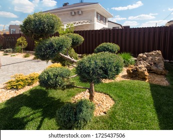  Modern Conifer Garden Design With Large Stones. Cloud Pruned Topiary Tree. Rock Garden Design.