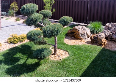  Modern conifer Garden design with large stones. Cloud pruned topiary tree. Rock garden design.