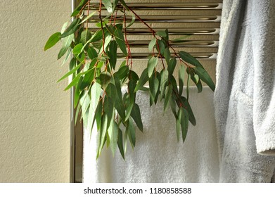 Modern And Cozy House, Towel And Bathrobe With Eucalyptus Leaves On The Bathroom Heater