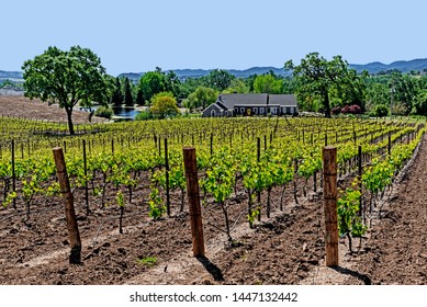 Modern Day Farmhouse / Winery, On The Scenic Hills Of The California Central Coast Where Vineyards Grow A Variety Of Fine Grapes For Wine Production, Near Paso Robles, CA. On Scenic Highway 46.